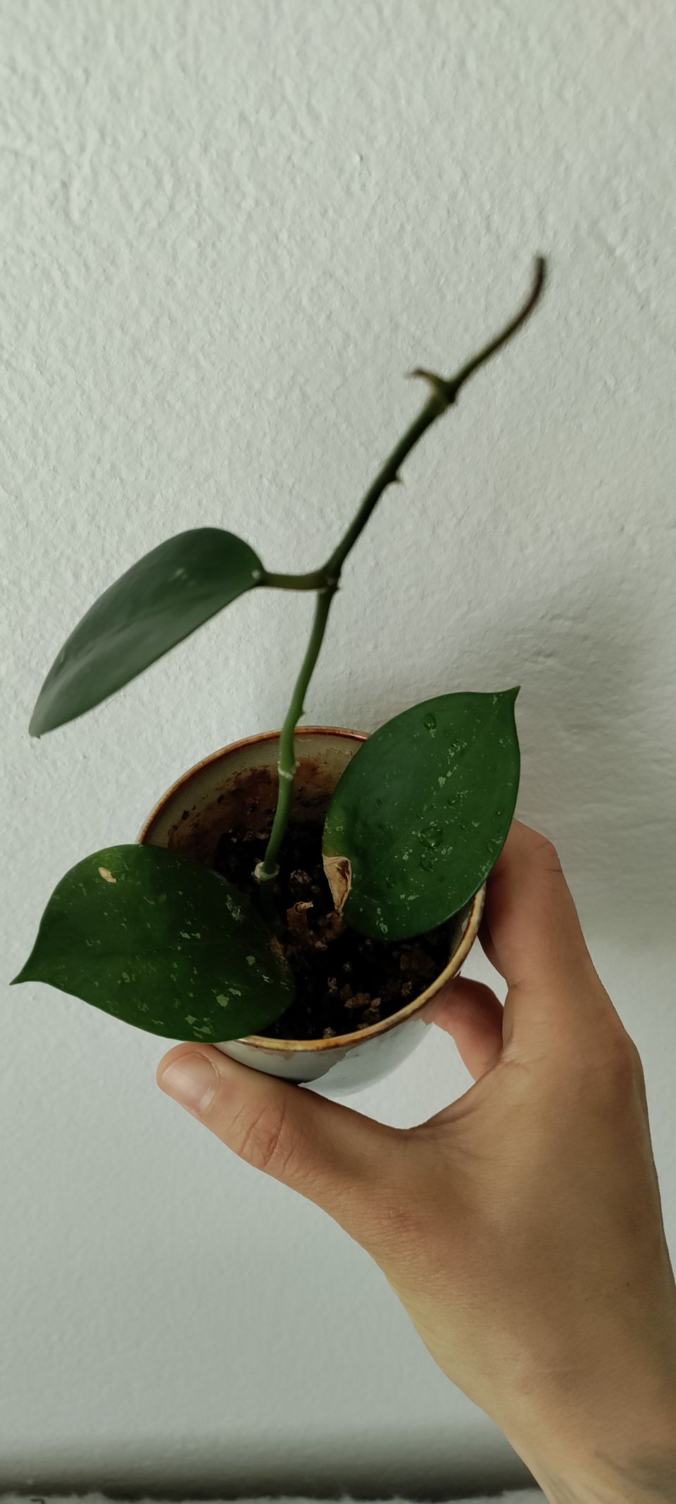 Hoya Verticillata