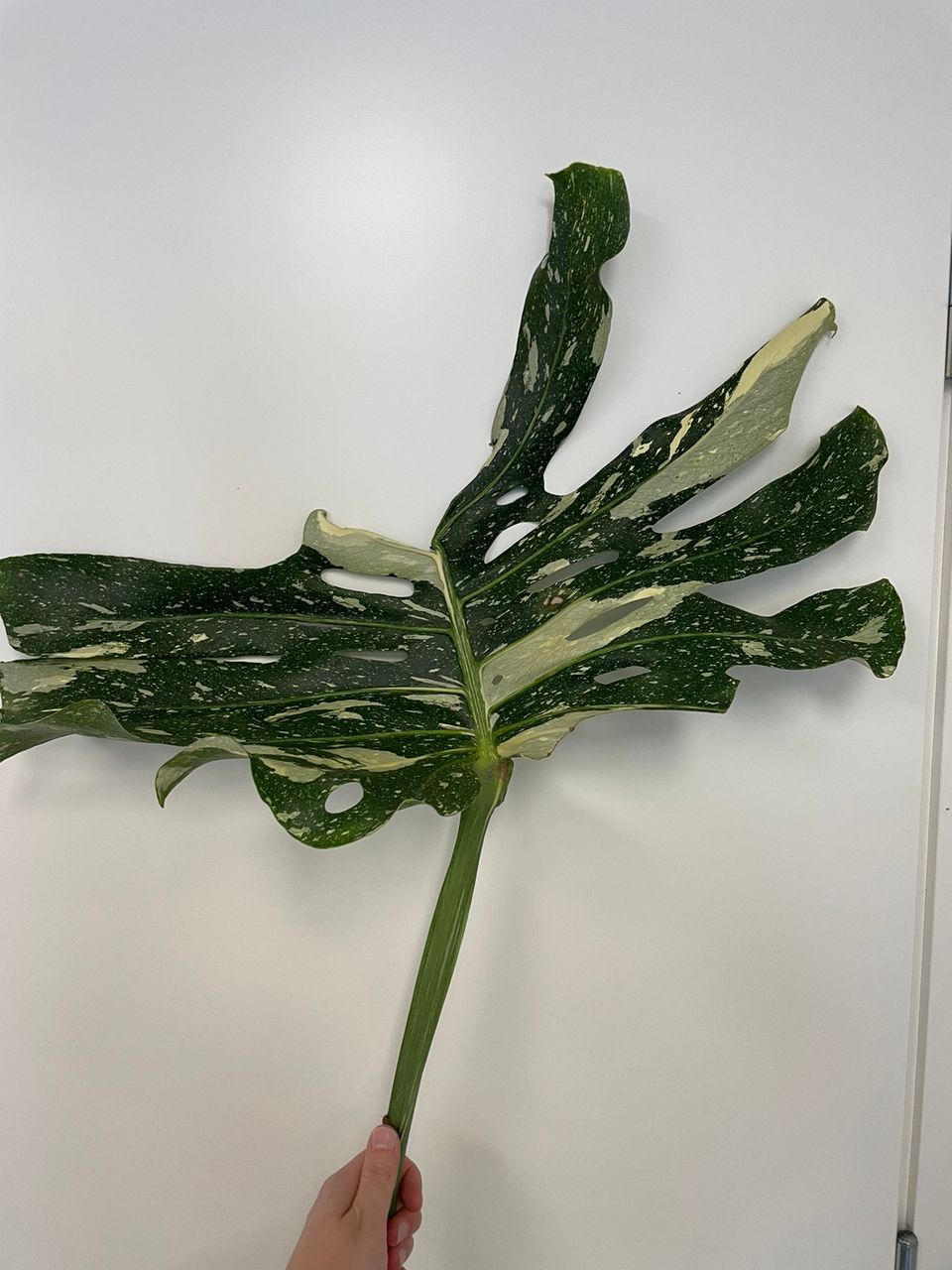 monstera thai constellation