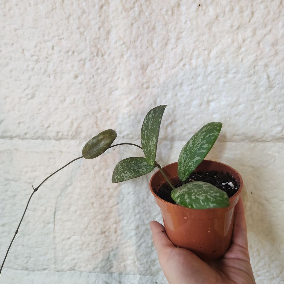 Hoya sigitalis