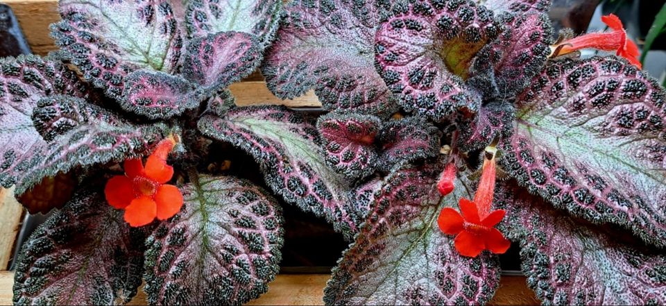 Kuparilehti - Episcia 'Pink Acajou'