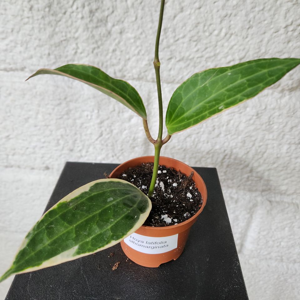 Hoya macrophylla albomarginata