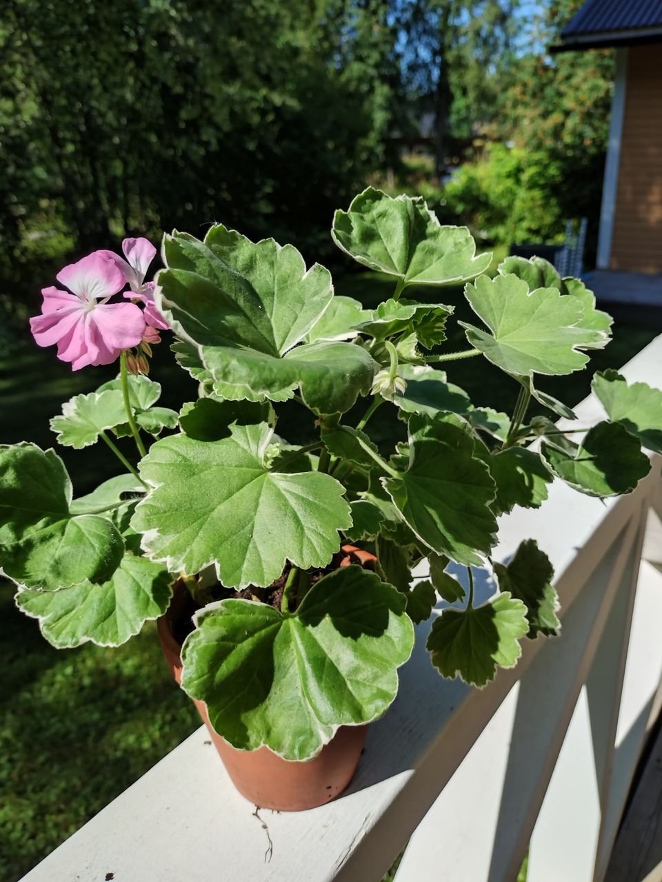 Pelargoni Kaisa Kallio