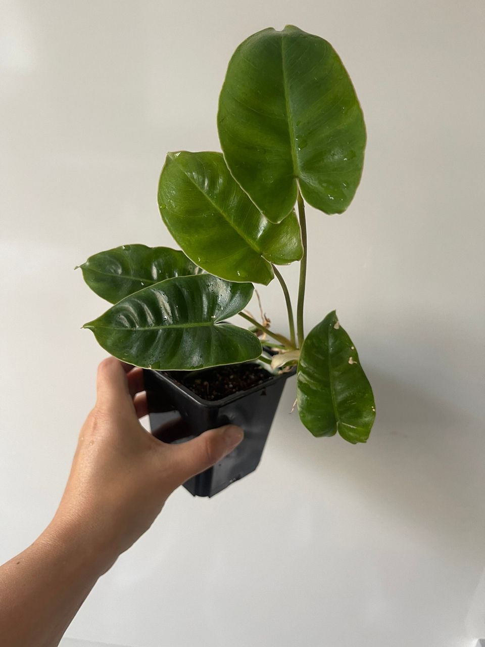 Philodendron burle marx variegata (taantunut)