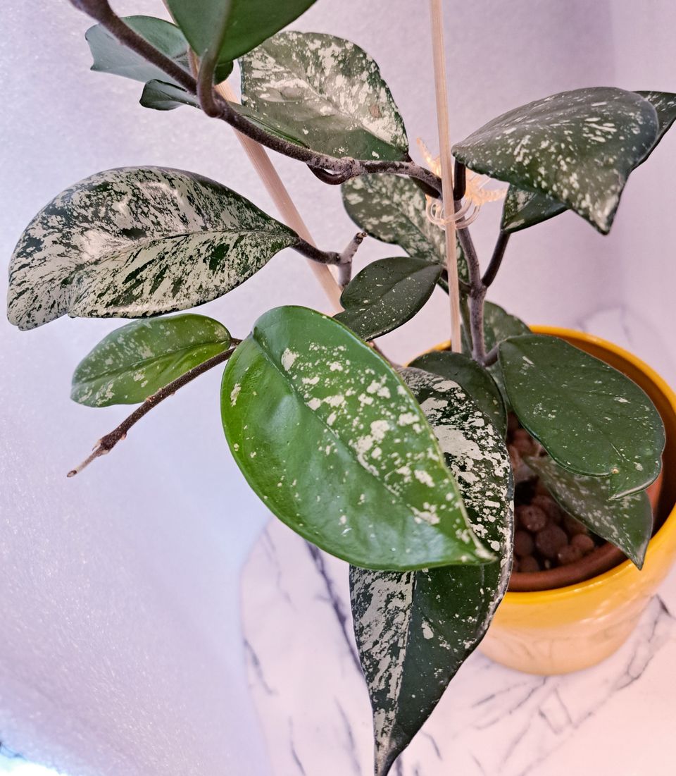 Hoya carnosa 'Wilbur Graves'