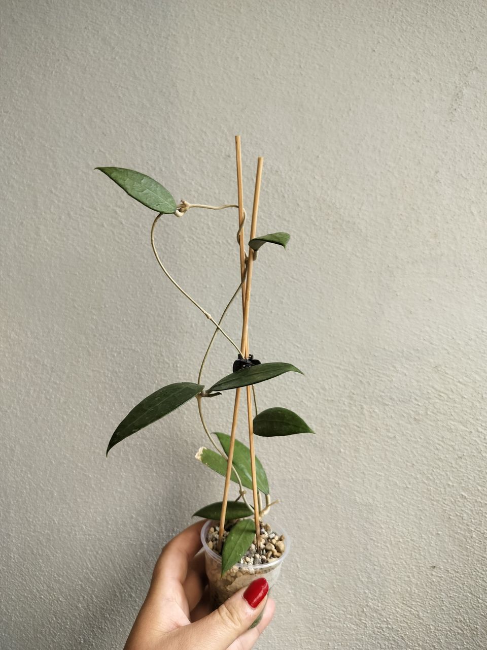 Hoya sp. Bogor