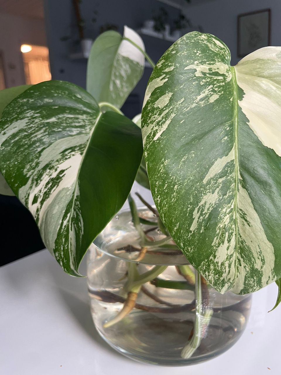 Peikonlehti variegata pistokkaita