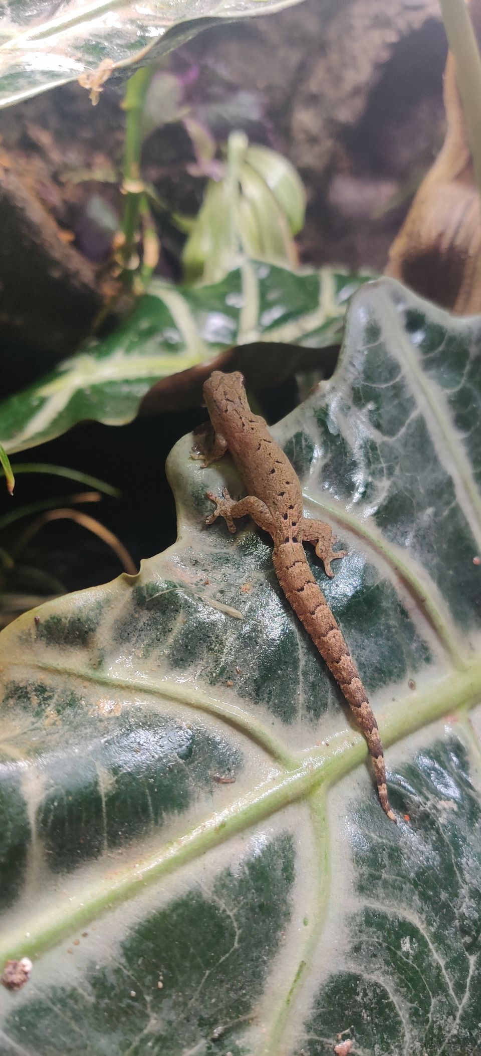 Lepidodactylus lugubris Gekko / Surugekko