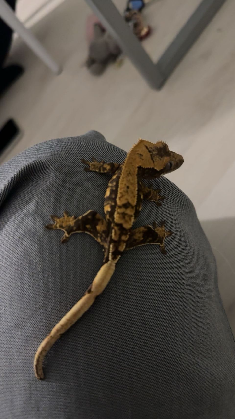 Harjasgekko