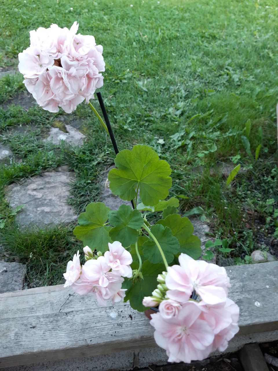 Pelargonia