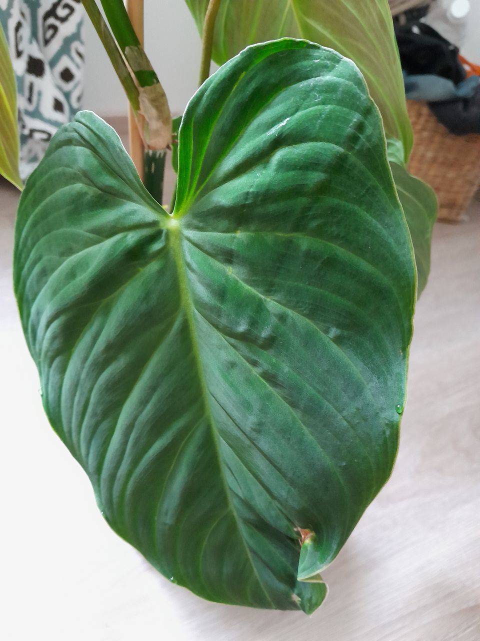 Philodendron Splendit