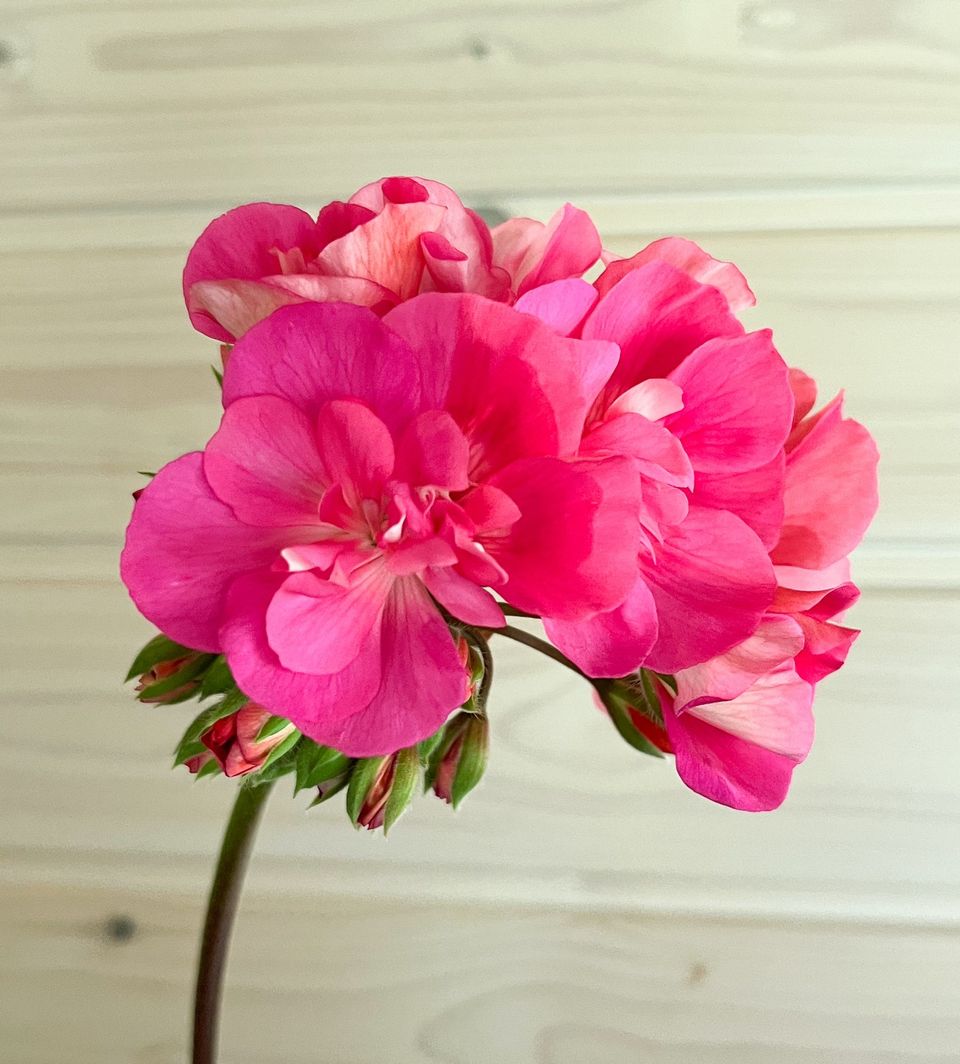 ZA-Pelargoni Pelargongaragets Bertil