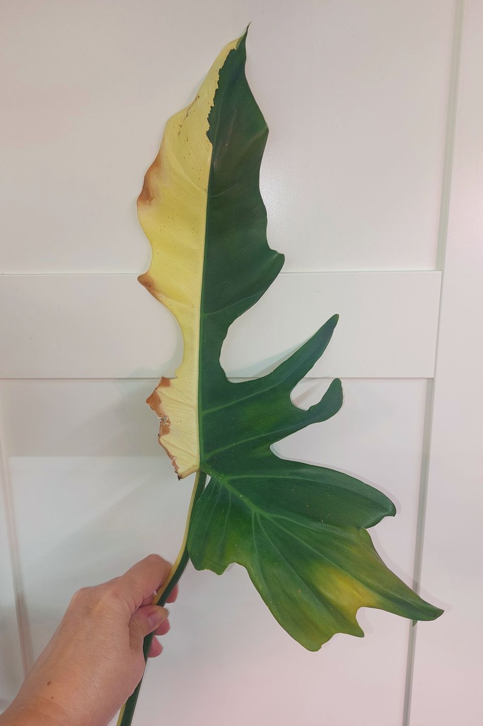 Philodendron Golden Dragon variegata