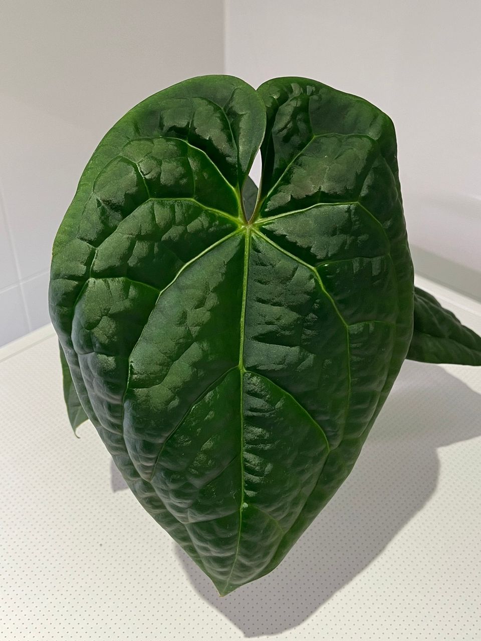 Anthurium Crystallinum x Luxurians runkopala