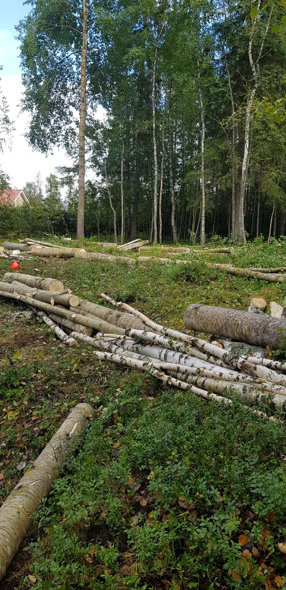 Haapa- ja koivupuuta