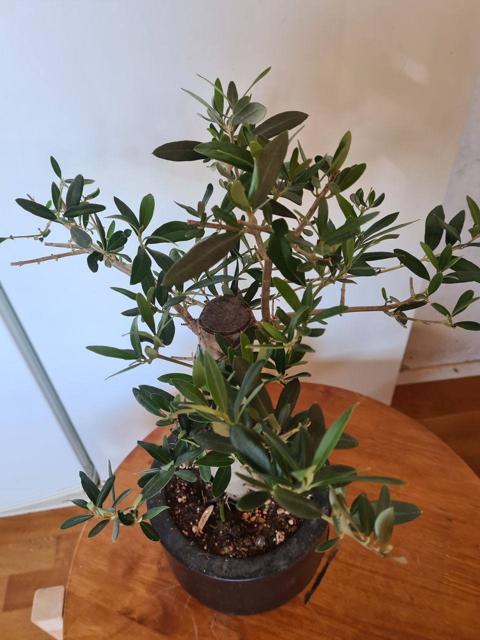 Olivi bonsai puu