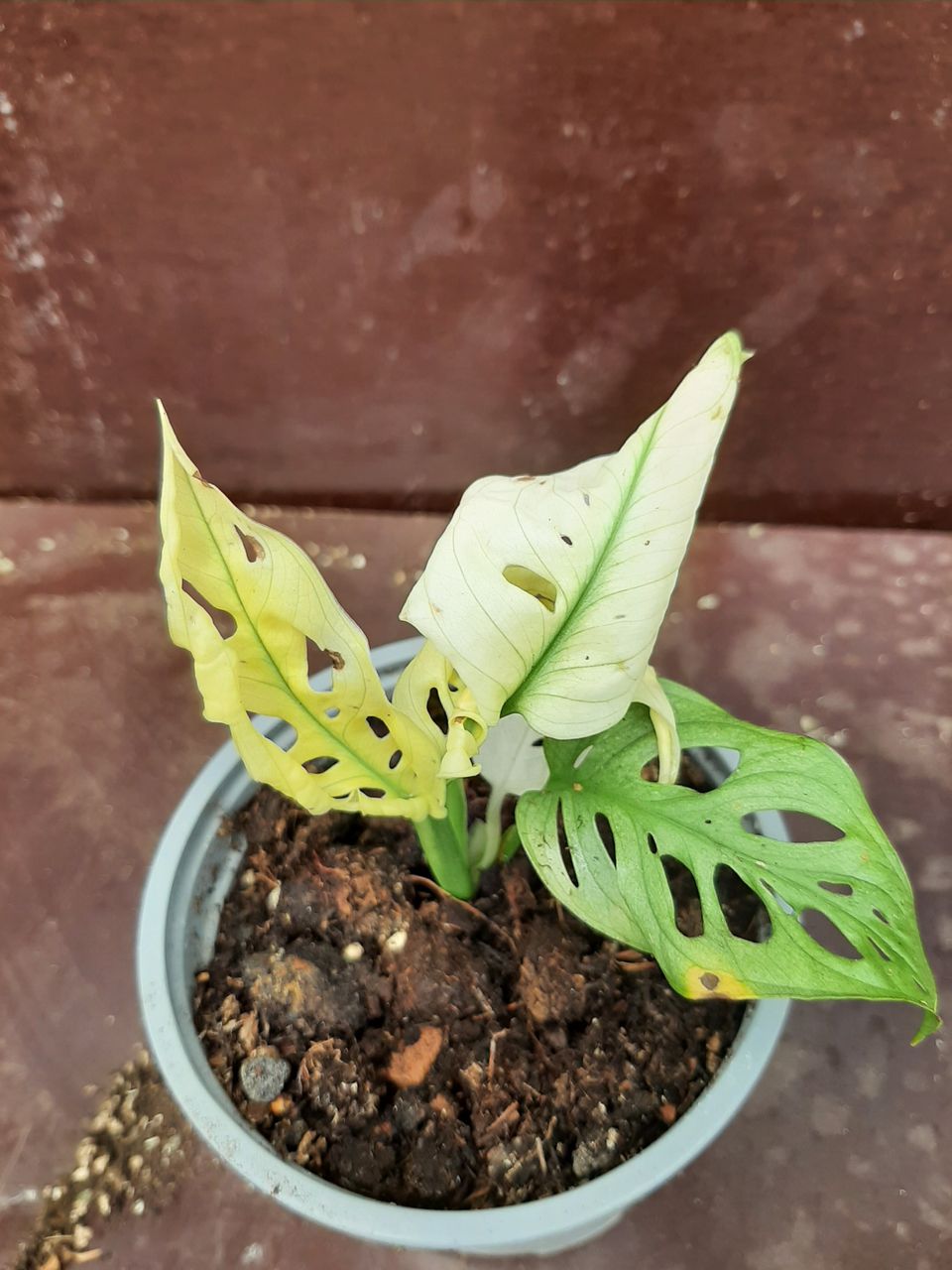 Arnipeikonlehti variegata