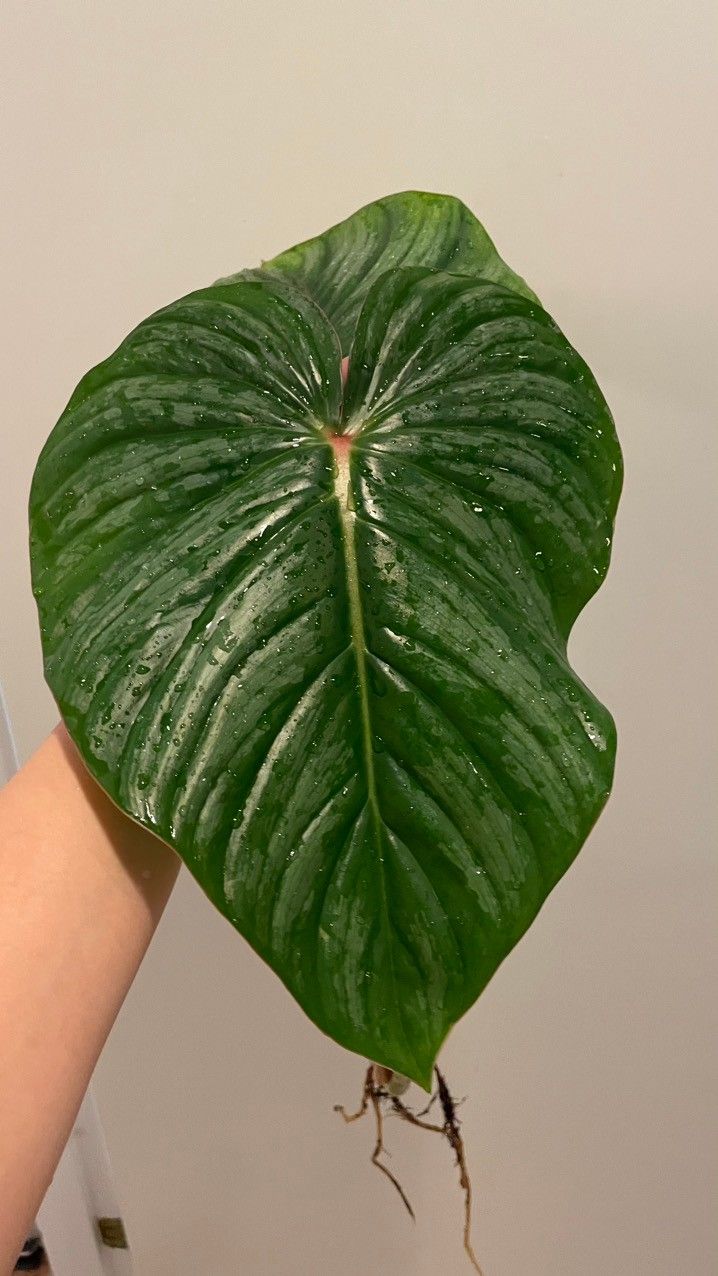 Philodendron Sodiroi Aff latvapistokas