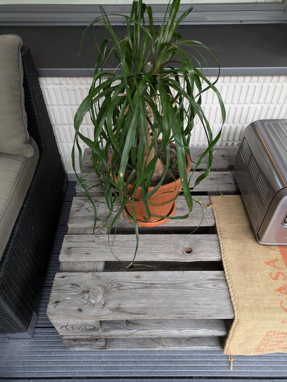 "Ponytail Palm" -kasvi.