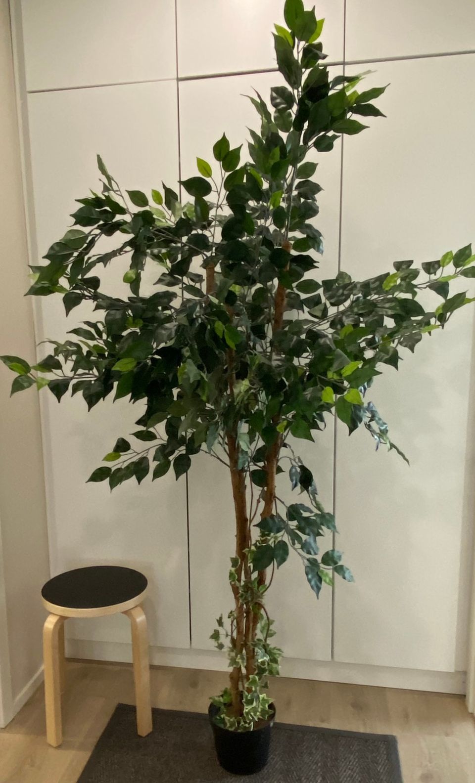 Silkkikasvi Ficus n. 180 cm.   varattu