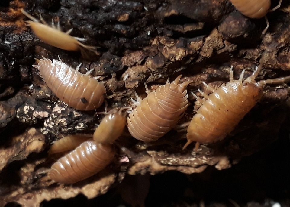 Siirat Porcellio laevis 'Orange'