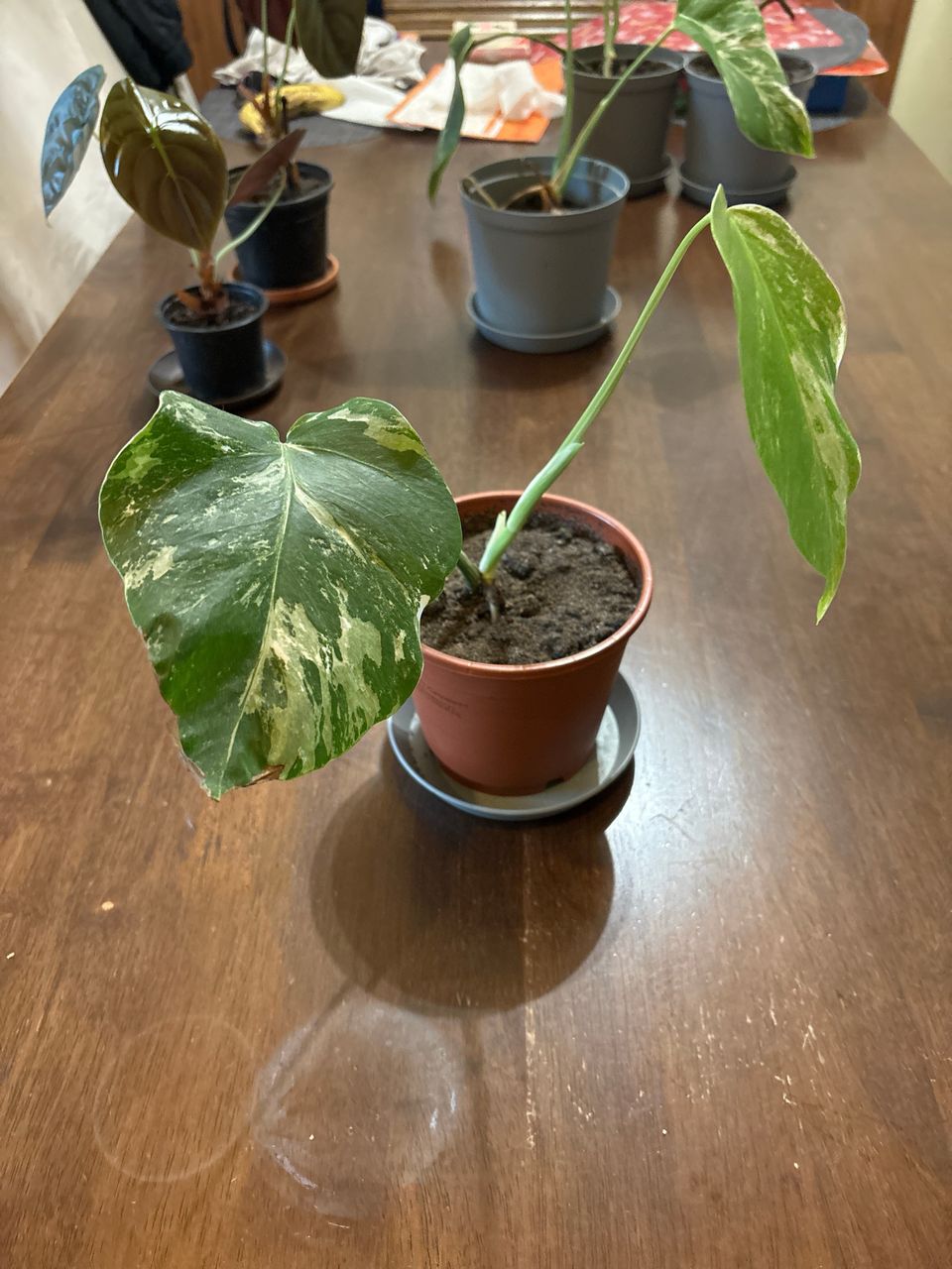 Monstera variegata