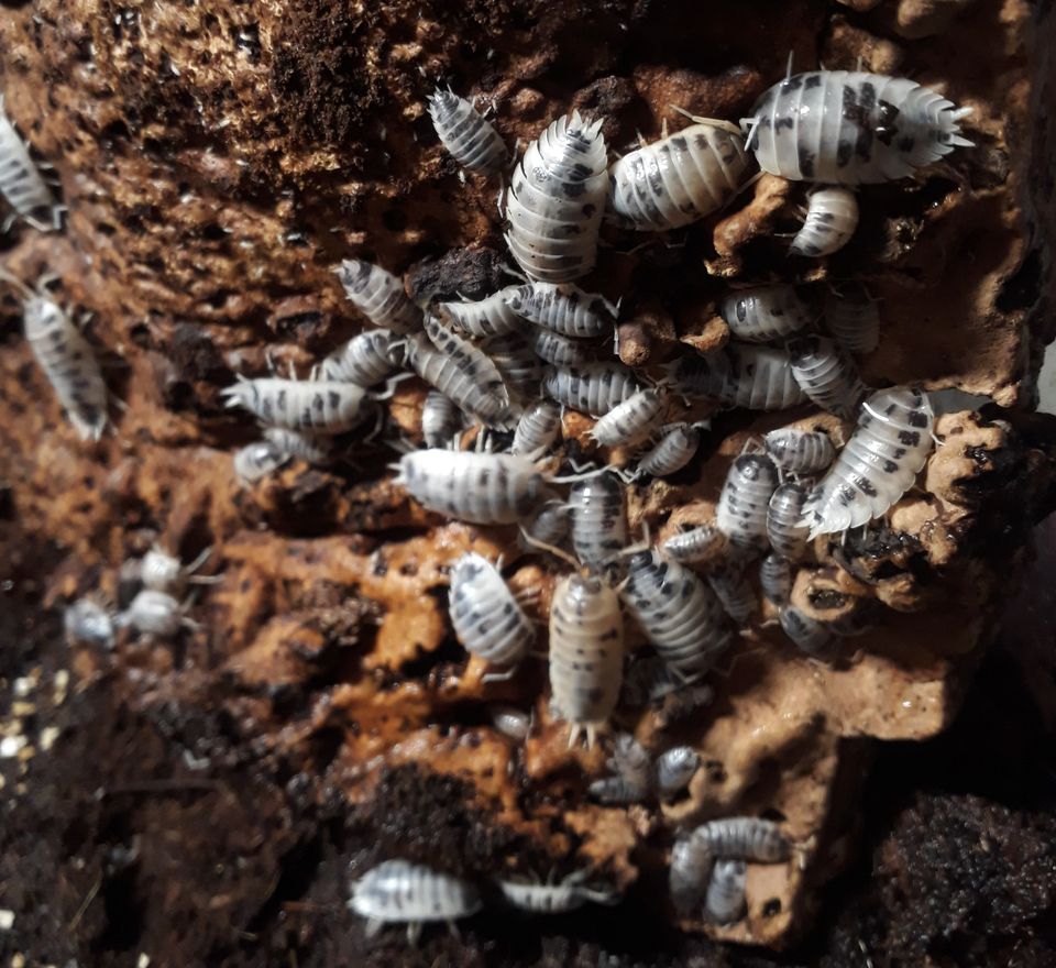 Siirat Porcellio laevis 'Dairy Cow'/'Panda'