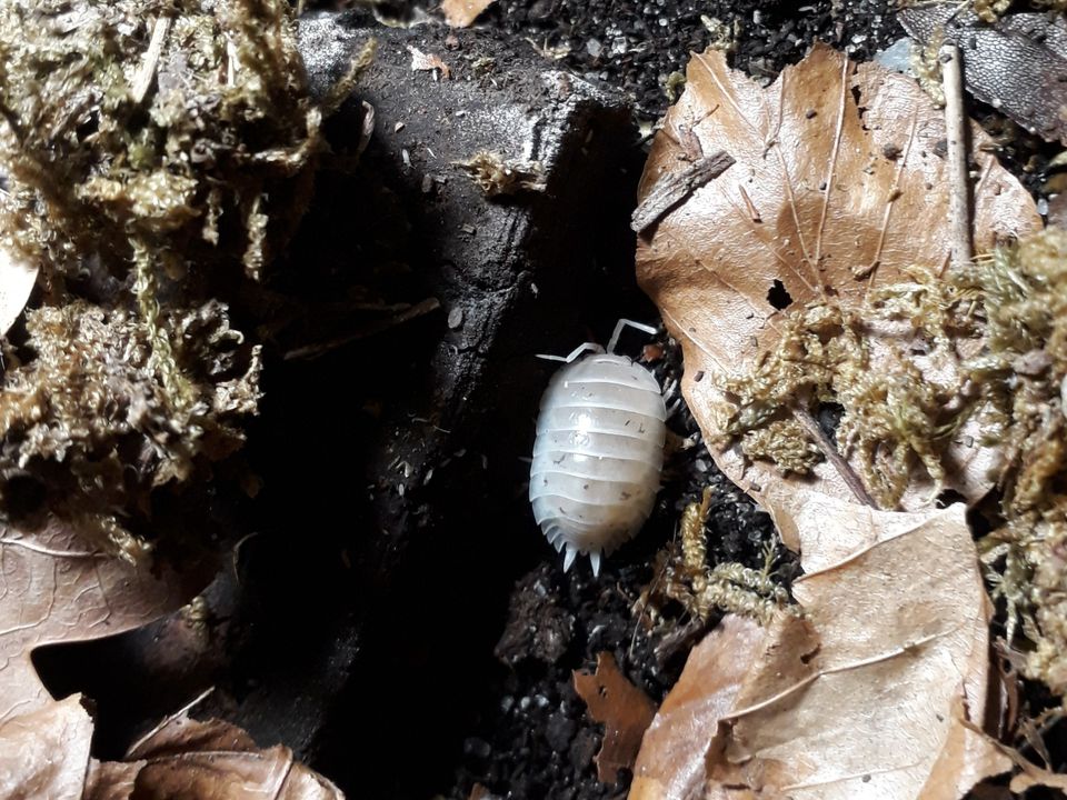 Siirat Porcellio laevis 'White'