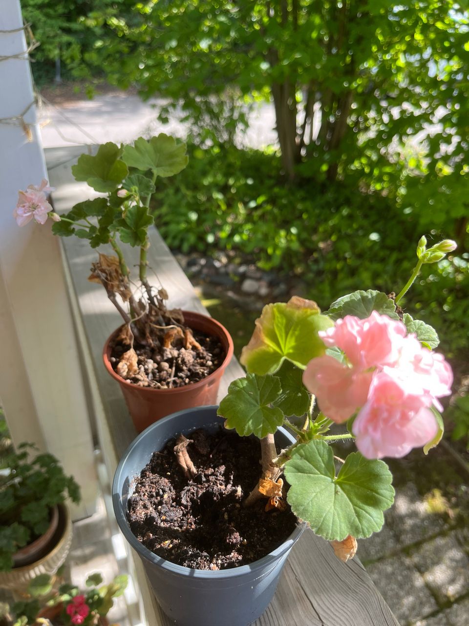 Mårbacka pelargoni