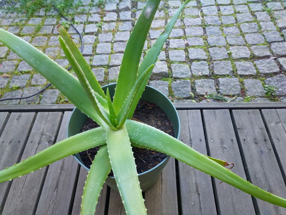 Viherkasvi Aloe Vera