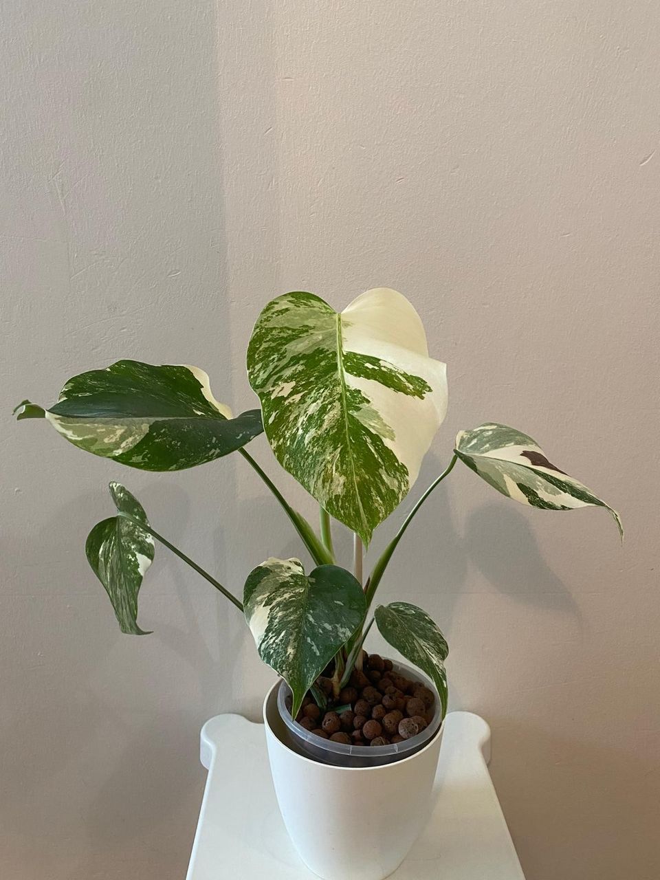 Monstera albo variegata