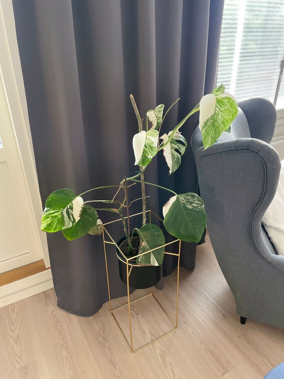 Monstera variegata