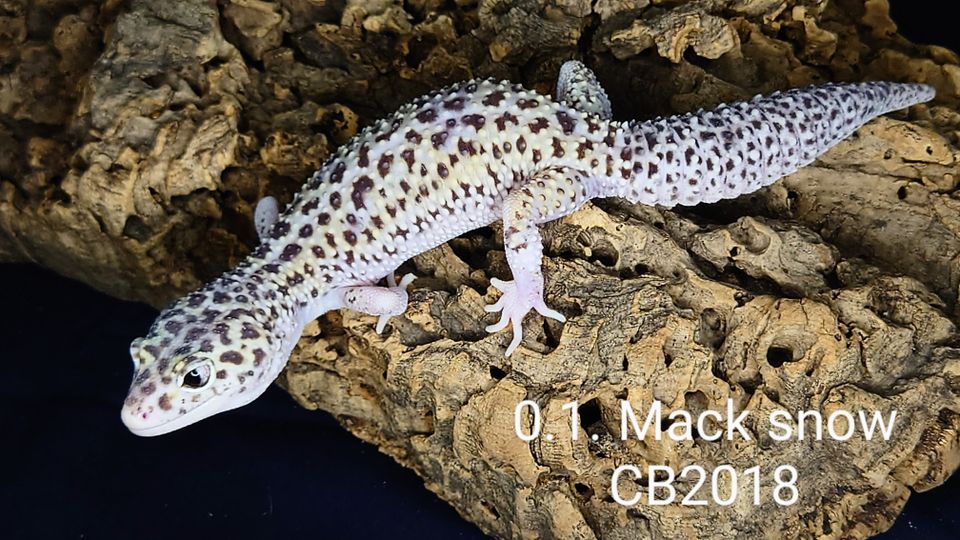 Aikuisia leopardigekkoja