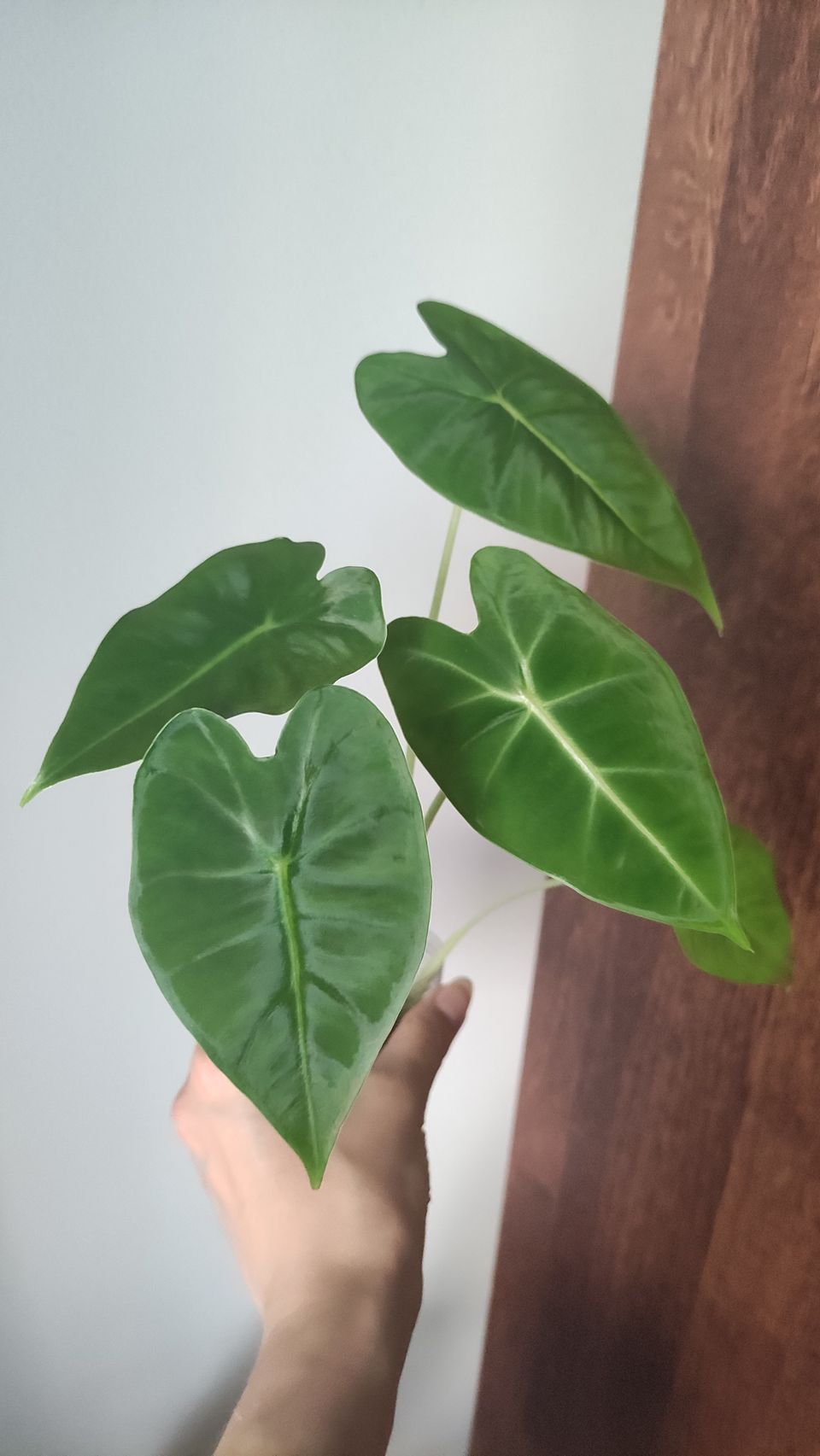 Alocasia frydek