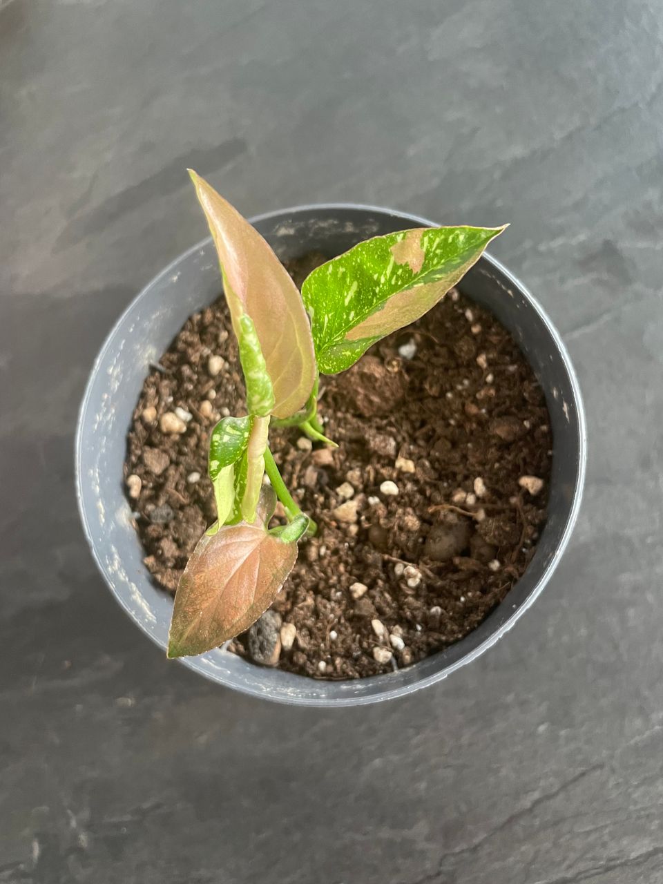 Syngonium Red Spot Tricolor