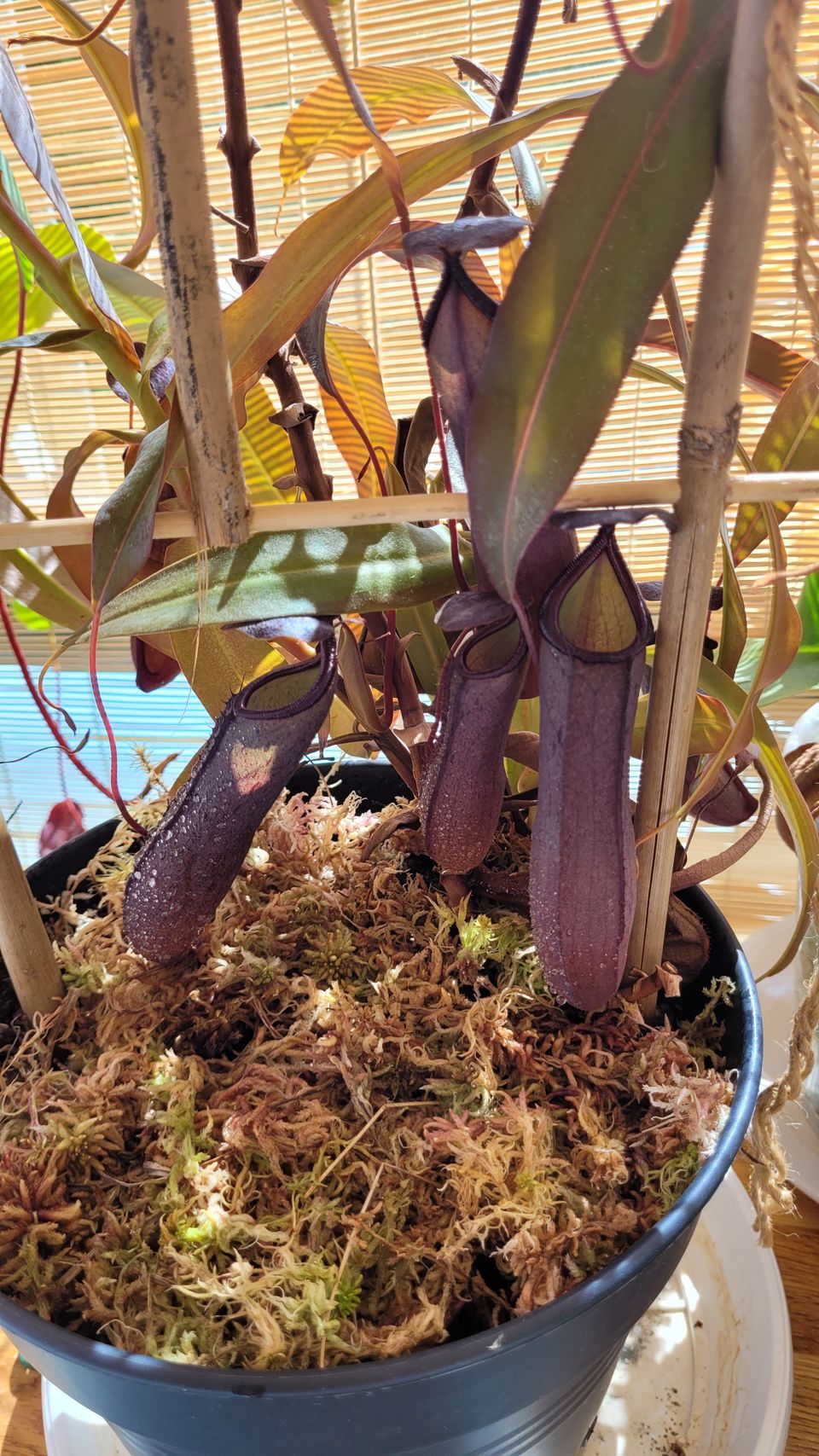 Nepenthes "rebecca soper"