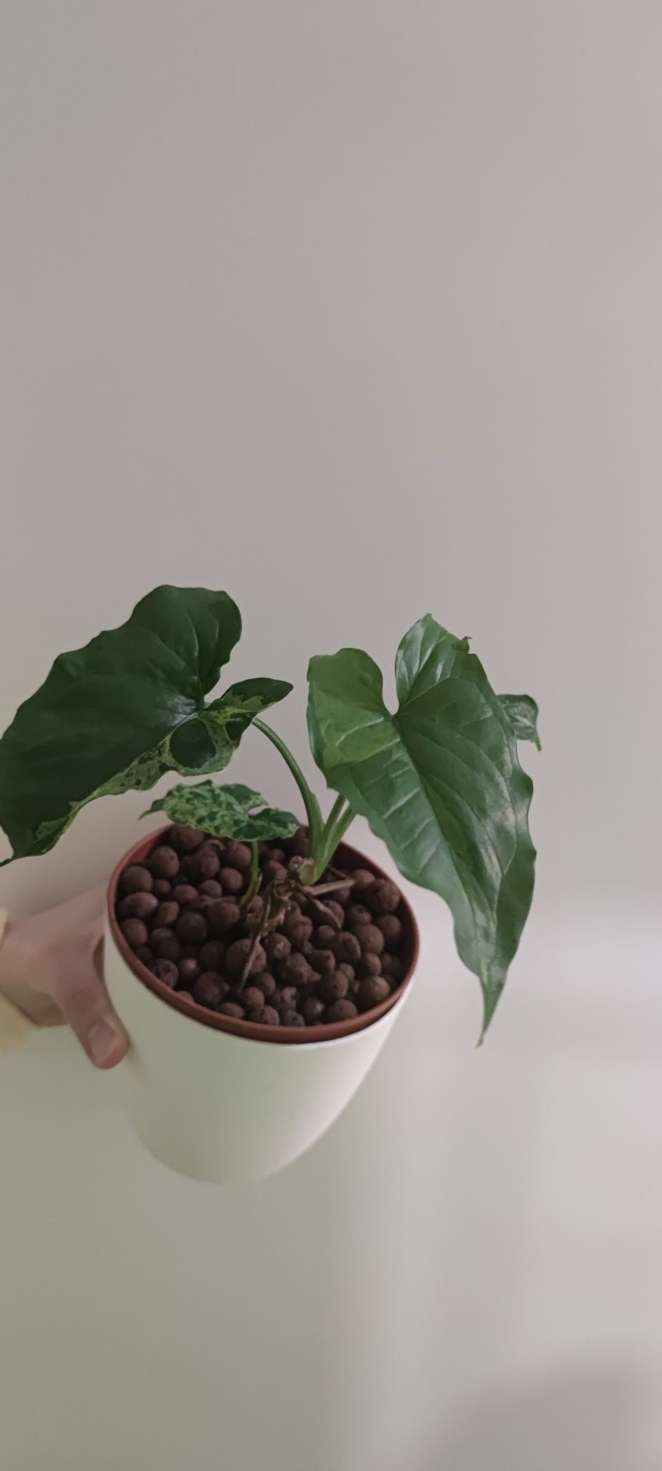 Syngonium mojito