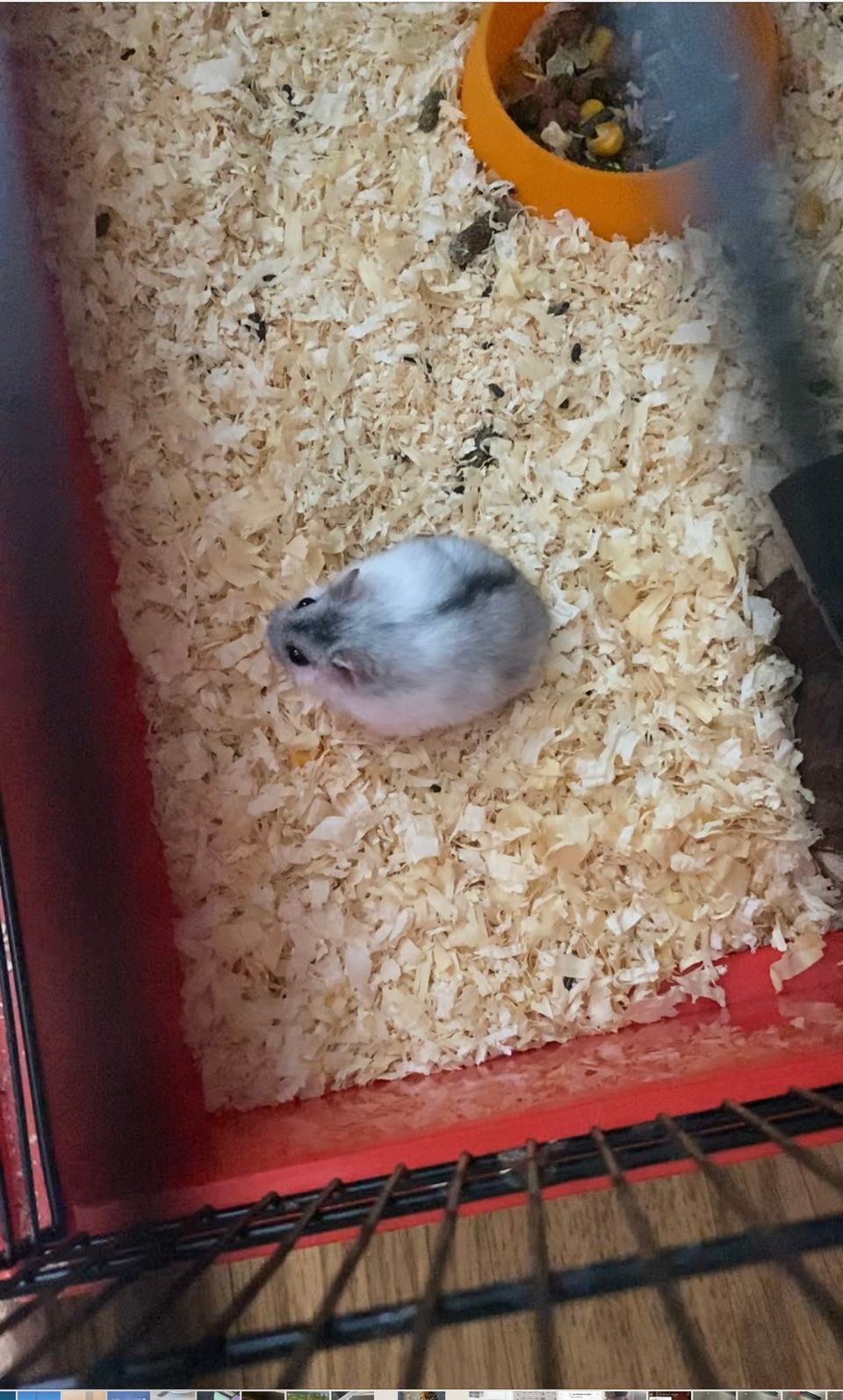 Hamster