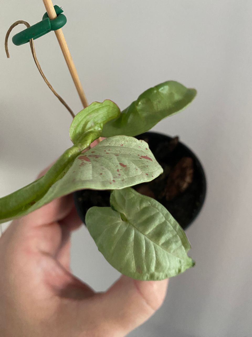 Syngonium Confetti