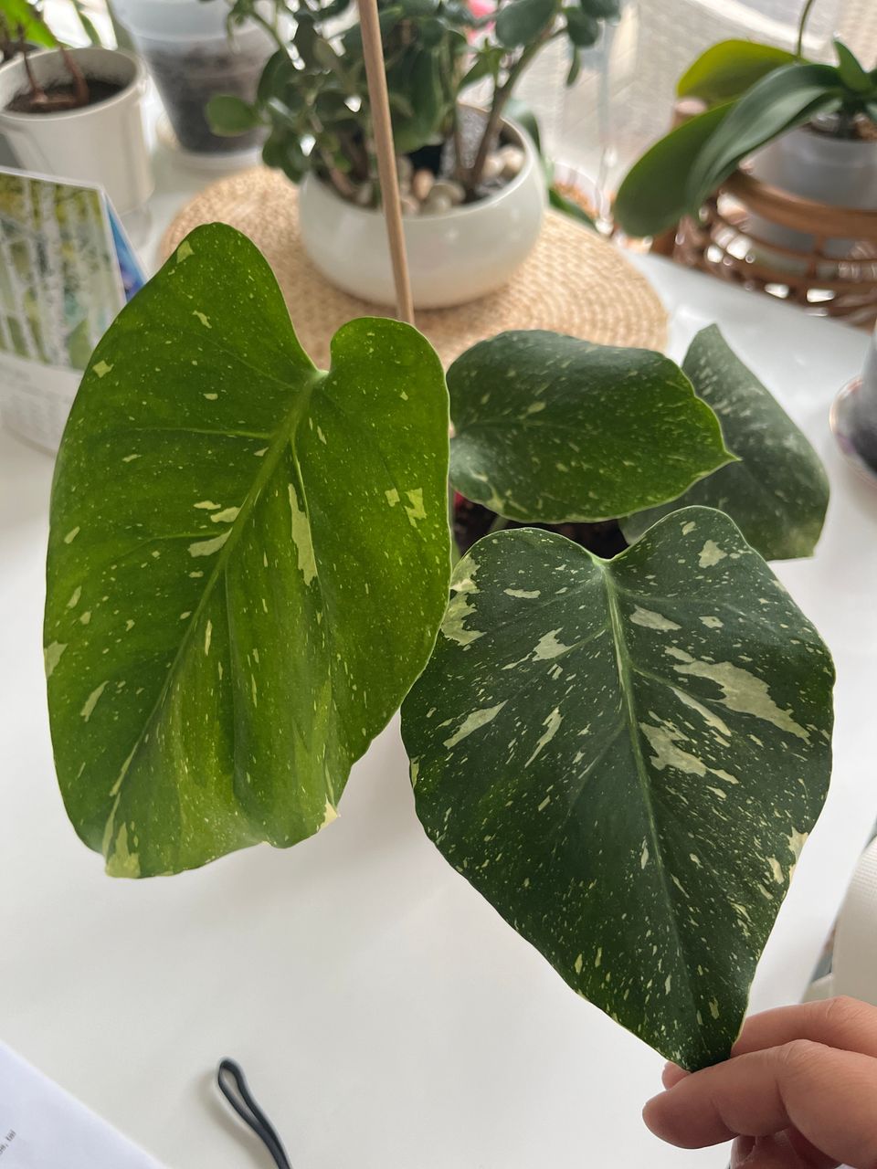 Monstera thai constellation peikonlehti