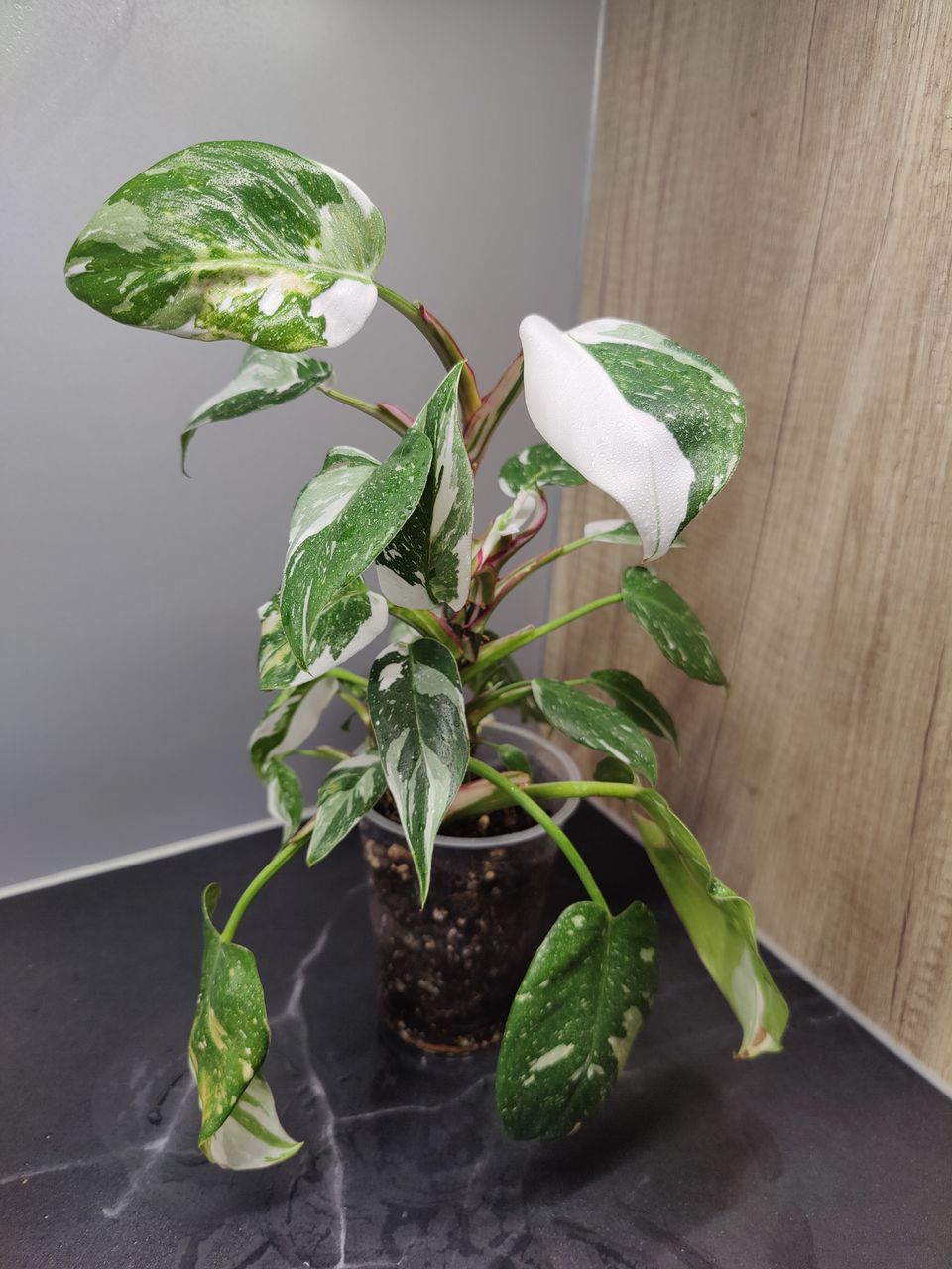 Philodendron White Princess kasvi