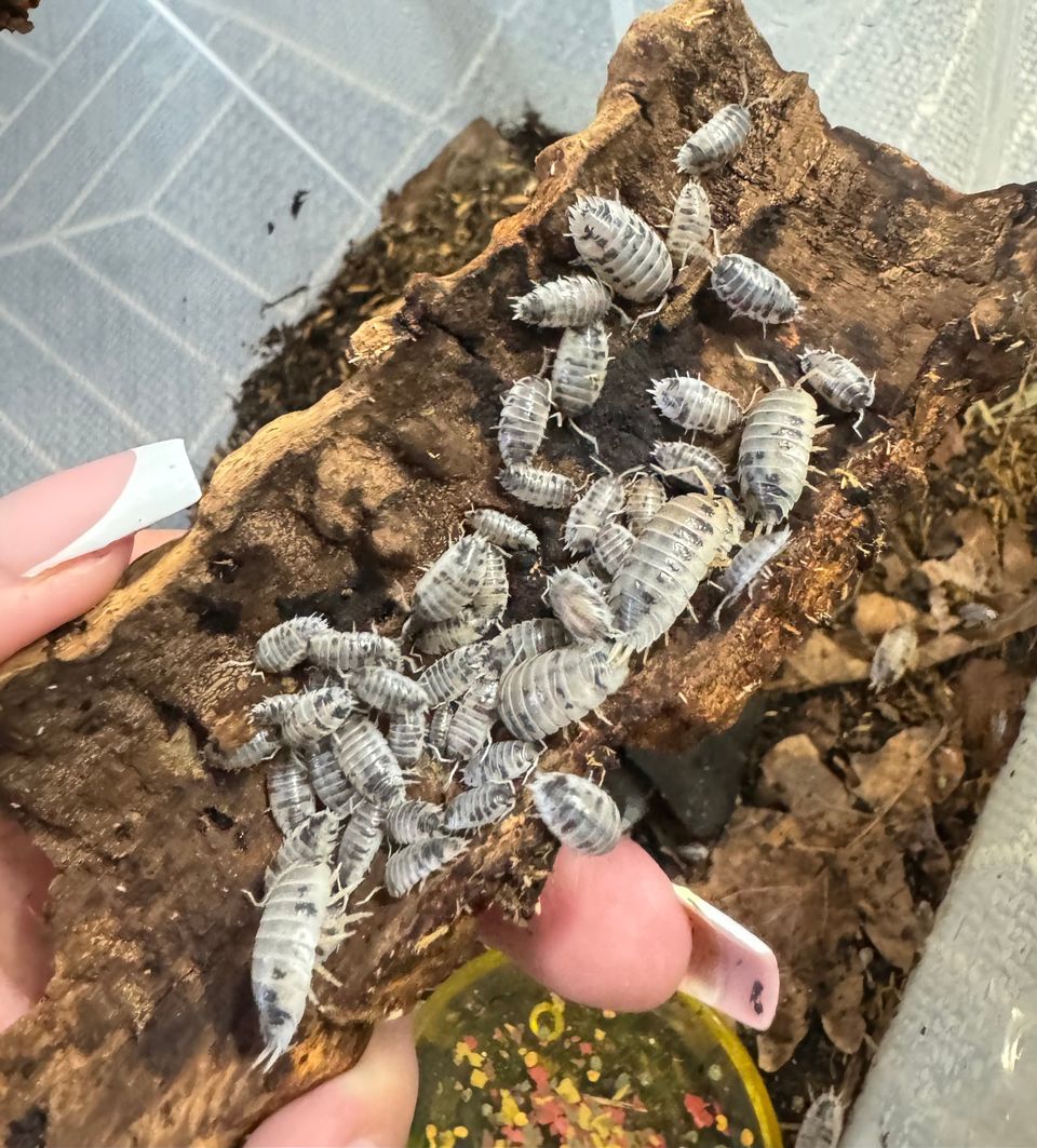 Porcellio laevis “Dalmatian” siirat / talkkarit