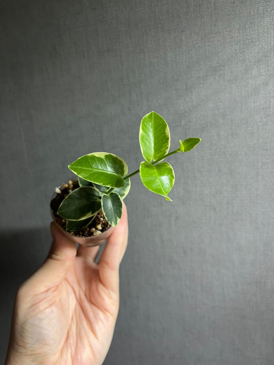 Hoya cummingiana (outer variegated)