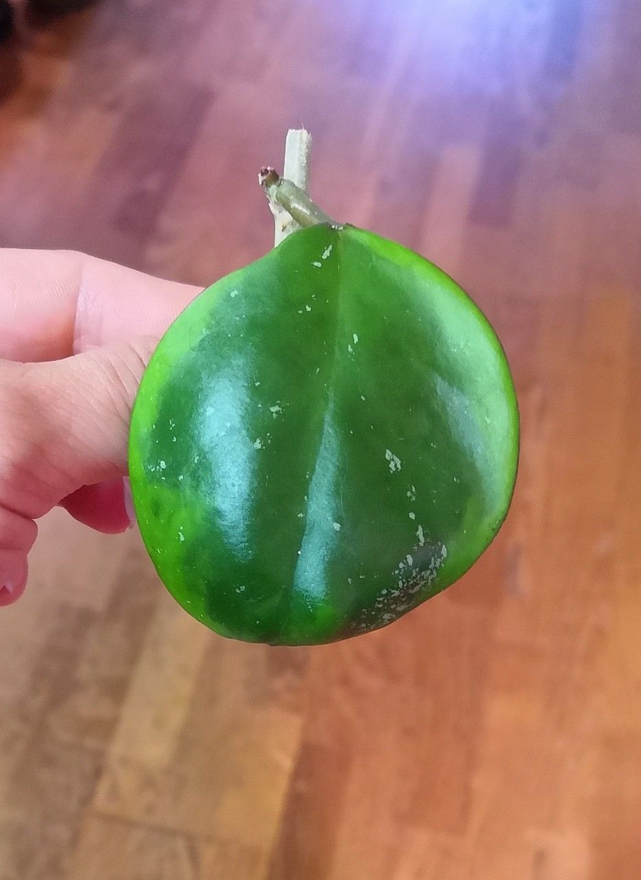 Hoya obovata amelia pistokas