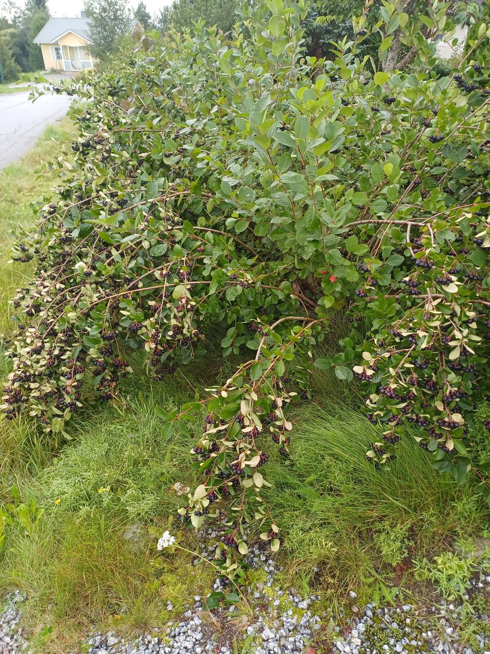 Marja - aronia