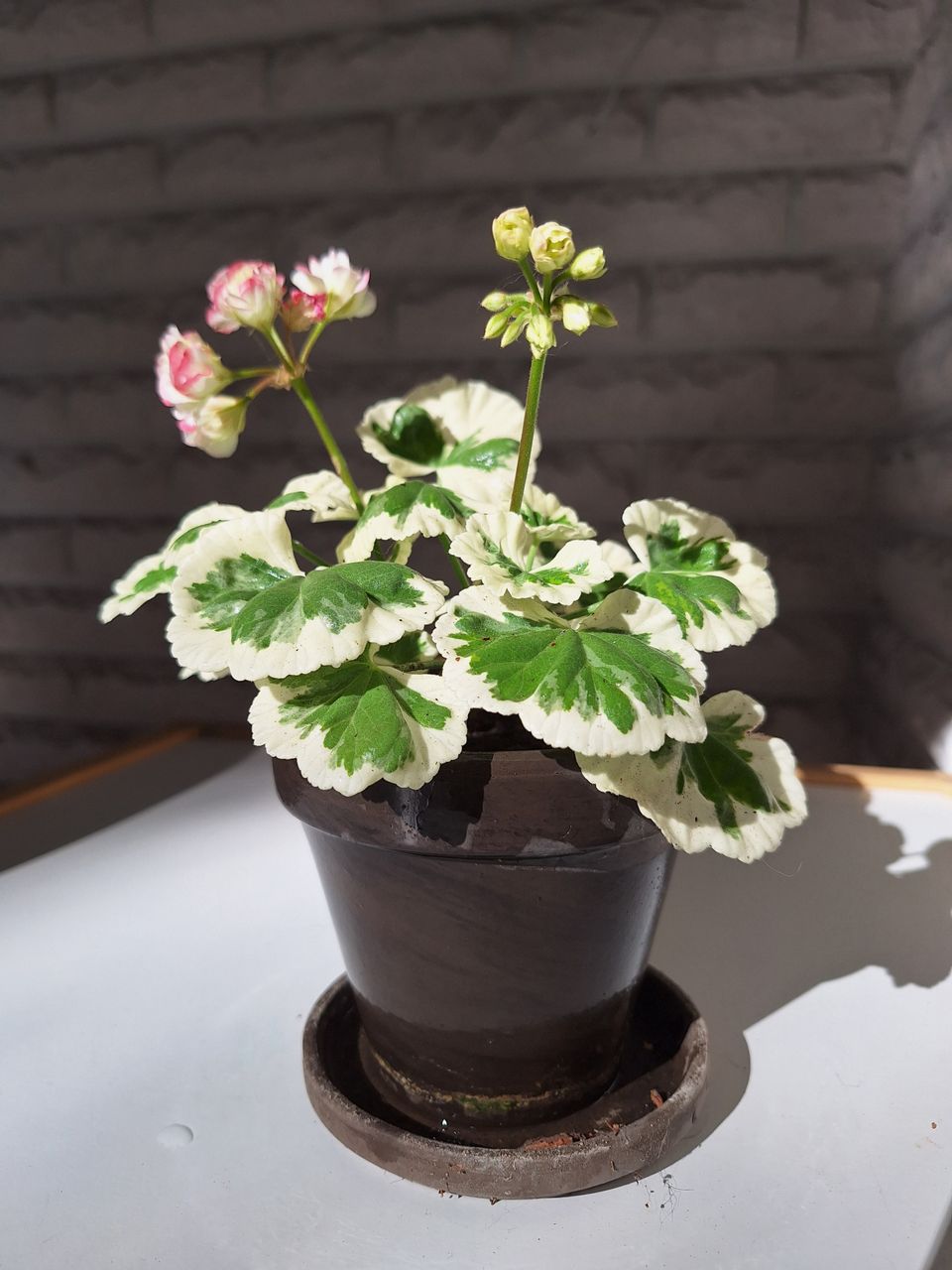 Westdale Appleblossom pelargoni