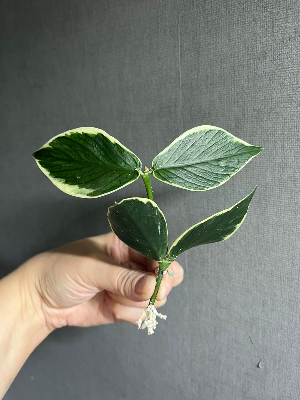 Hoya polyneura outer variegated