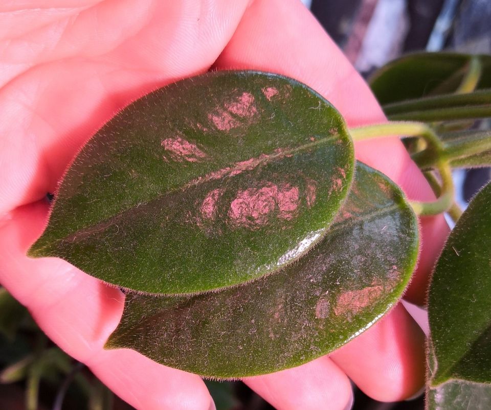 Hoya ciliata pistokas