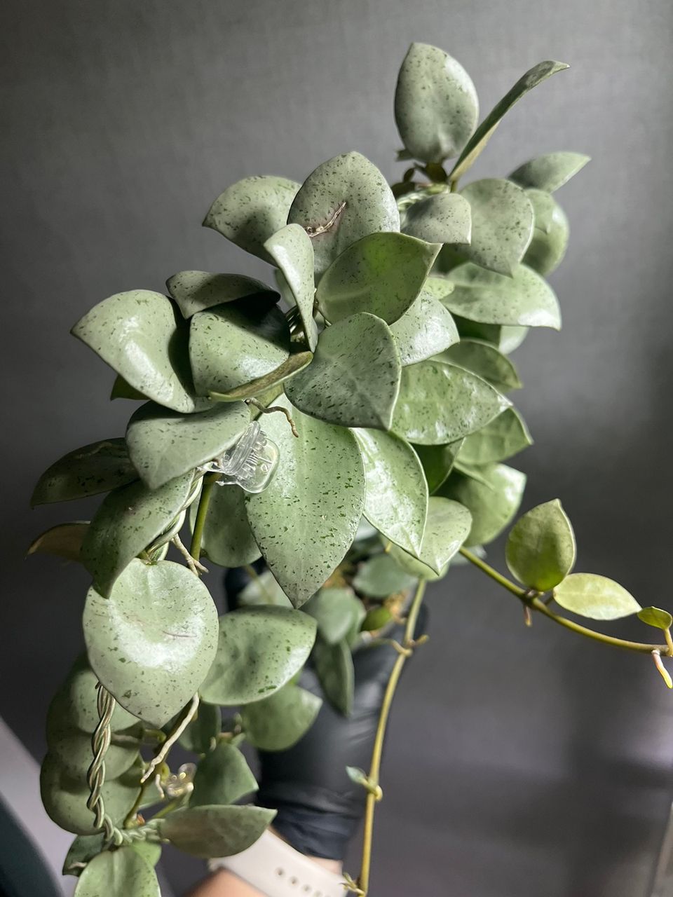 Hoya lacunosa ’mint coin’ pistokkaat