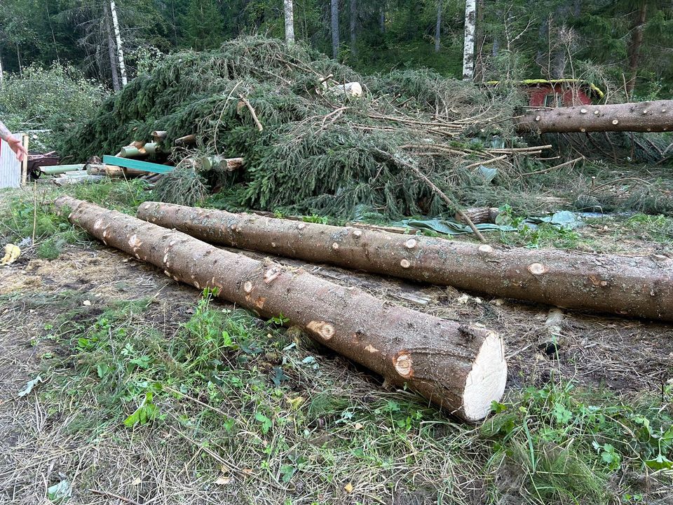 Tänään kaadetut kuuset