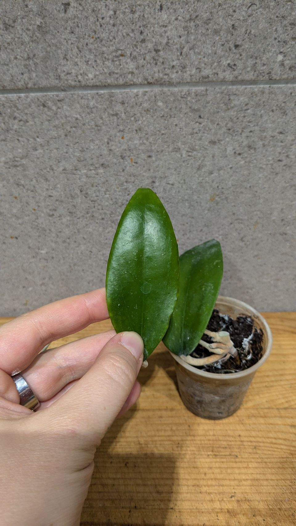 Tuntematon hoya